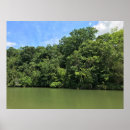 Search for reed posters Trees