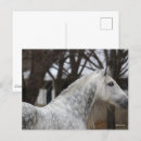 Search for dapple grey postcards Stallion
