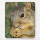 Search for nut with squirrel mouse mats Sweet