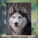 Search for white siberian husky Black and white dog