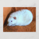 Search for snowball postcards Animals