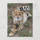 Search for claws postcards Feline