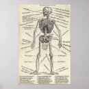 Search for anatomy posters Bones