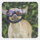 Search for goggles stickers Dog