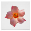 Search for parasol posters Floral