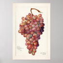 Search for grape posters Red grapes