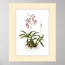 Search for laelia art Flower