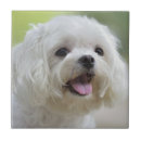 Search for panting tiles Dog