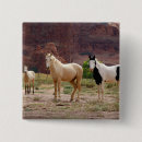 Search for quarter horses accessories Animal