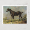 Search for horse riding postcards Horses