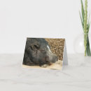 Search for belly cards Pig