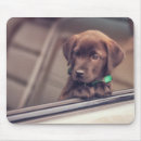 Search for car window electronics Dog