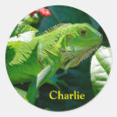Search for iguana stickers Gecko