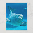 Search for belugas postcards Aquarium