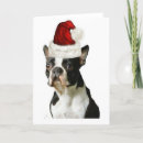 Search for boston terrier christmas cards Pets