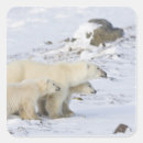 Search for churchill stickers Canada