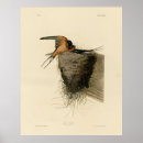 Search for barn swallow posters Audubon