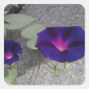 Search for glories square stickers Floral