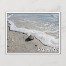 Search for florida seashells postcards Summer