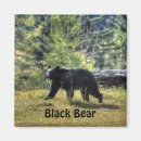 Search for ursus photography Black bear