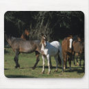 Search for mustangs mouse mats Equestrian