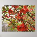 Search for quince posters Blossom