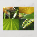 Search for australia cairns postcards Photography