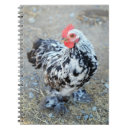 Search for cochin Chicken