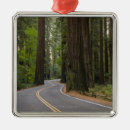 Search for redwood trees christmas tree decorations Outdoors