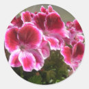 Search for geraniums stickers Flowers
