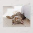 Search for shortness postcards Kitten