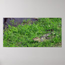 Search for marshland posters Wetlands
