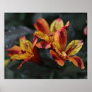 Search for alstroemeria art Yellow