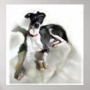 Search for greyhound art Iggie