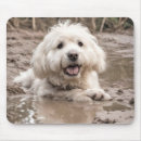 Search for mud mouse mats Funny