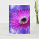 Search for gerber daisies cards Daisy