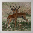 Search for conservation parks art Wildlife