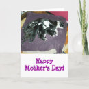 Search for boston terrier mothers day cards Dogs
