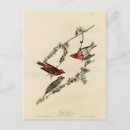 Search for john audubon postcards Illustration