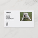 Search for english bulldog business cards Cute