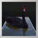 Search for swan posters Black