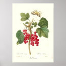 Search for currants posters Red