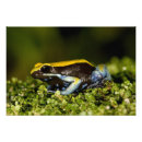 Search for vertebrate posters Frog