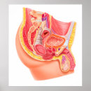 Search for human reproduction posters Close up