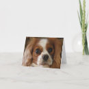 Search for cavalier king charles spaniel cards Animal