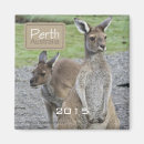 Search for kangaroo magnets Animal