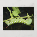 Search for worm postcards Gardening