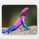 Search for flats mouse mats Animal