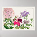 Search for phlox art flowers