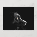 Search for black labrador retriever postcards Animals
